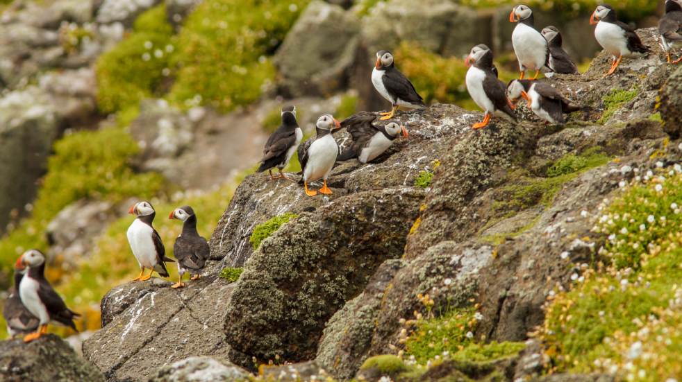 Puffins 